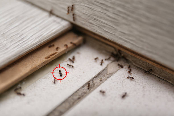 Pest Prevention Services in Arlington, WA